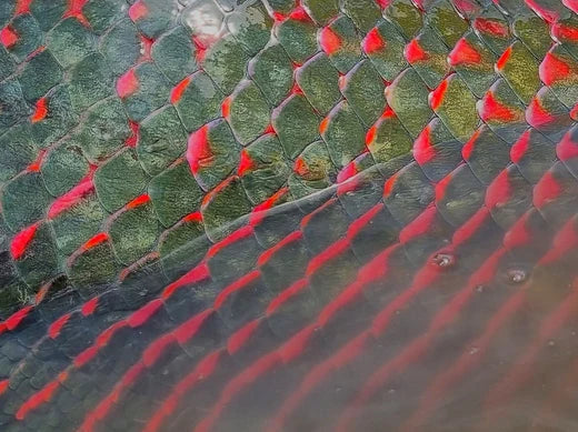Arapaima Flies