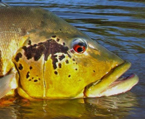 Peacock Bass Snacks