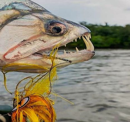 Close-up of a payara with its fangs showing, caught on a hand-tied Payara Dragon Fly in a South American river