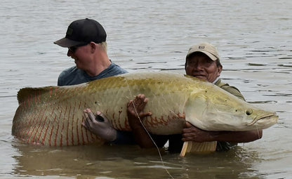 Angler and guide cuddling a large arapaima caught on the ArapaimaFly Burgundy Head fly