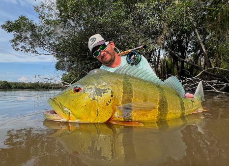 Orinoco Flies founder holding a large  peacock bass in the water, caught on the Blackened fly