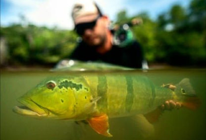 Angler holding a barred peacock bass caught on the Chartreuse/White fly 