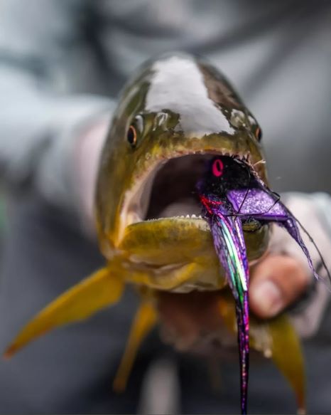 Golden dorado caught on the Black/Purple Diver still in its mouth.