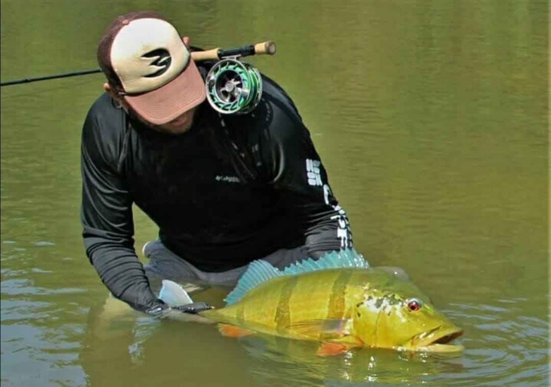 Angler releasing a barred peacock bass in the water after catching it on the Macaw fly
