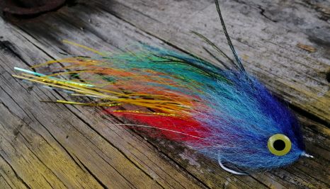 Macaw ly, hand-tied 6 inch peacock bass streamer in shades of blue, red and orange with yellow eyes