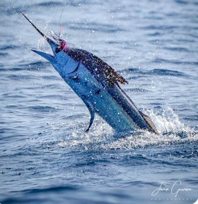 Stripped marlin on a jump caught with a Payara Dragon Fly Black in Ecuador.