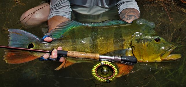 A barred peacock bass possing next to a fly rod caught on the Gray Bait fish Diver fly.