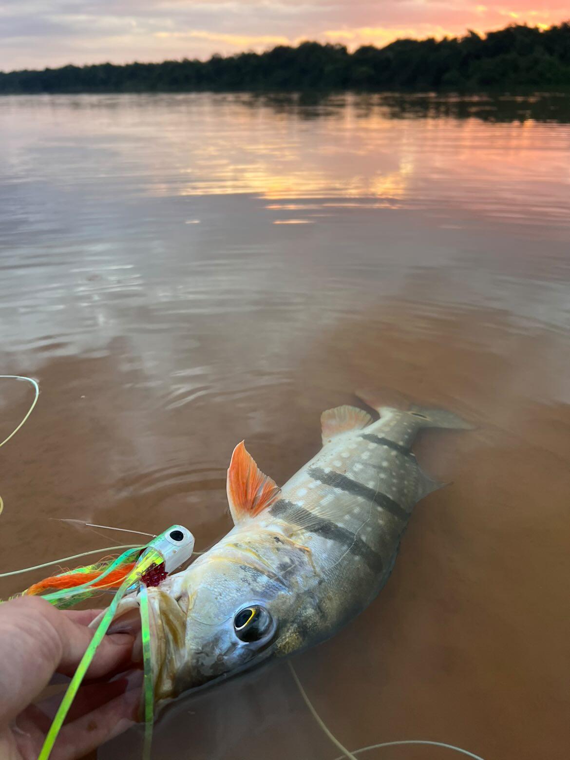 A paca peacock bass held at the water's edge at sunset, caught on a Green Popper fly
