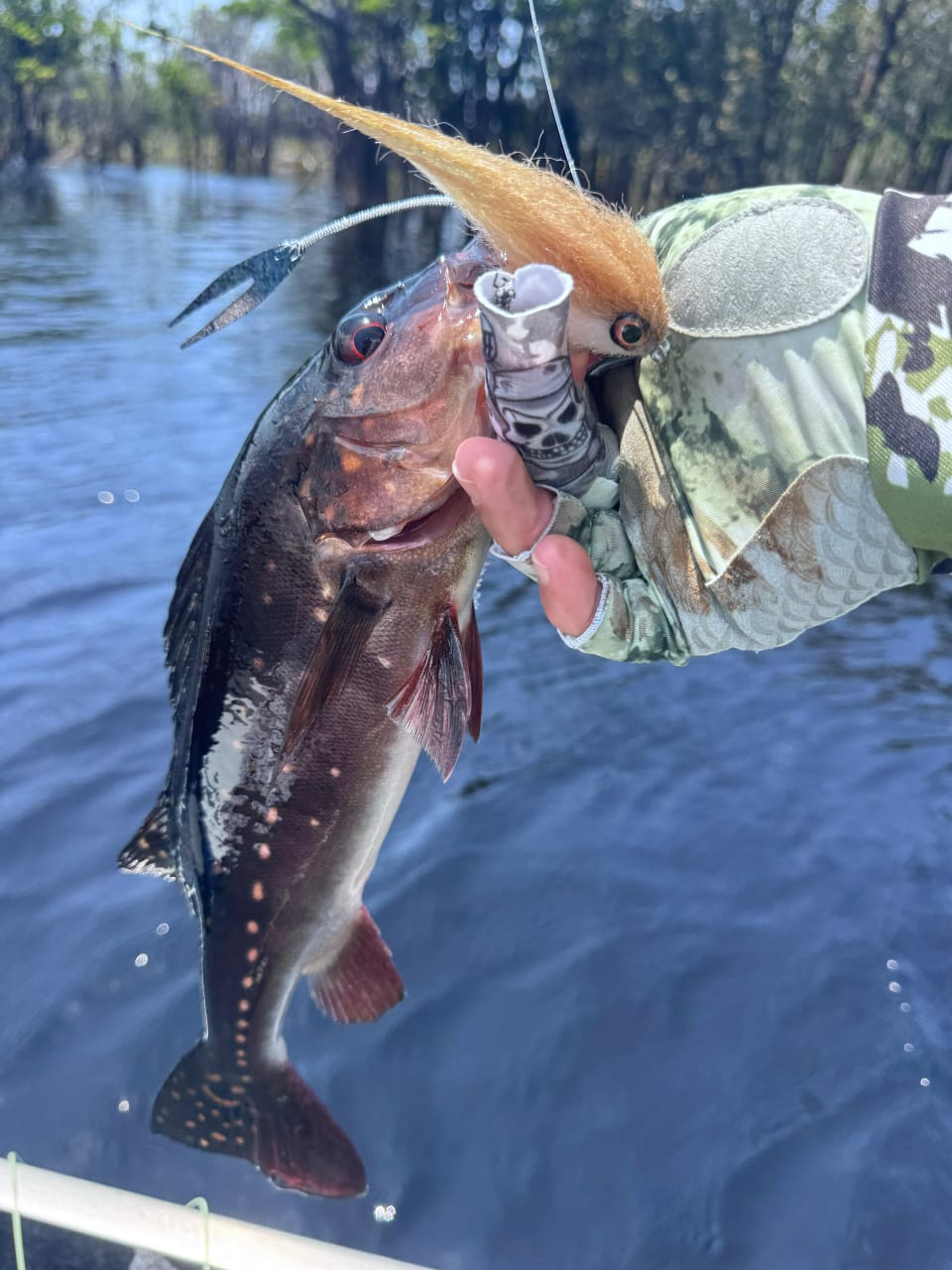 Peacock bass held above the water by an angler, hooked on a Black Tail Bocon Fly.