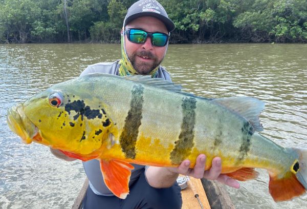 Angler with a fat barred peacock bass, caught on the Red Head fly