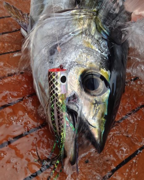 Tuna with the Original Popper still in its mouth.